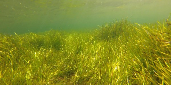 Spatial variation in the abundance of eelgrass (Zostera marina) at ...