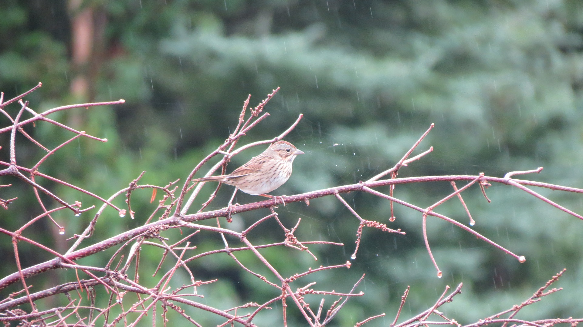 Gray-Cheeked Thrush