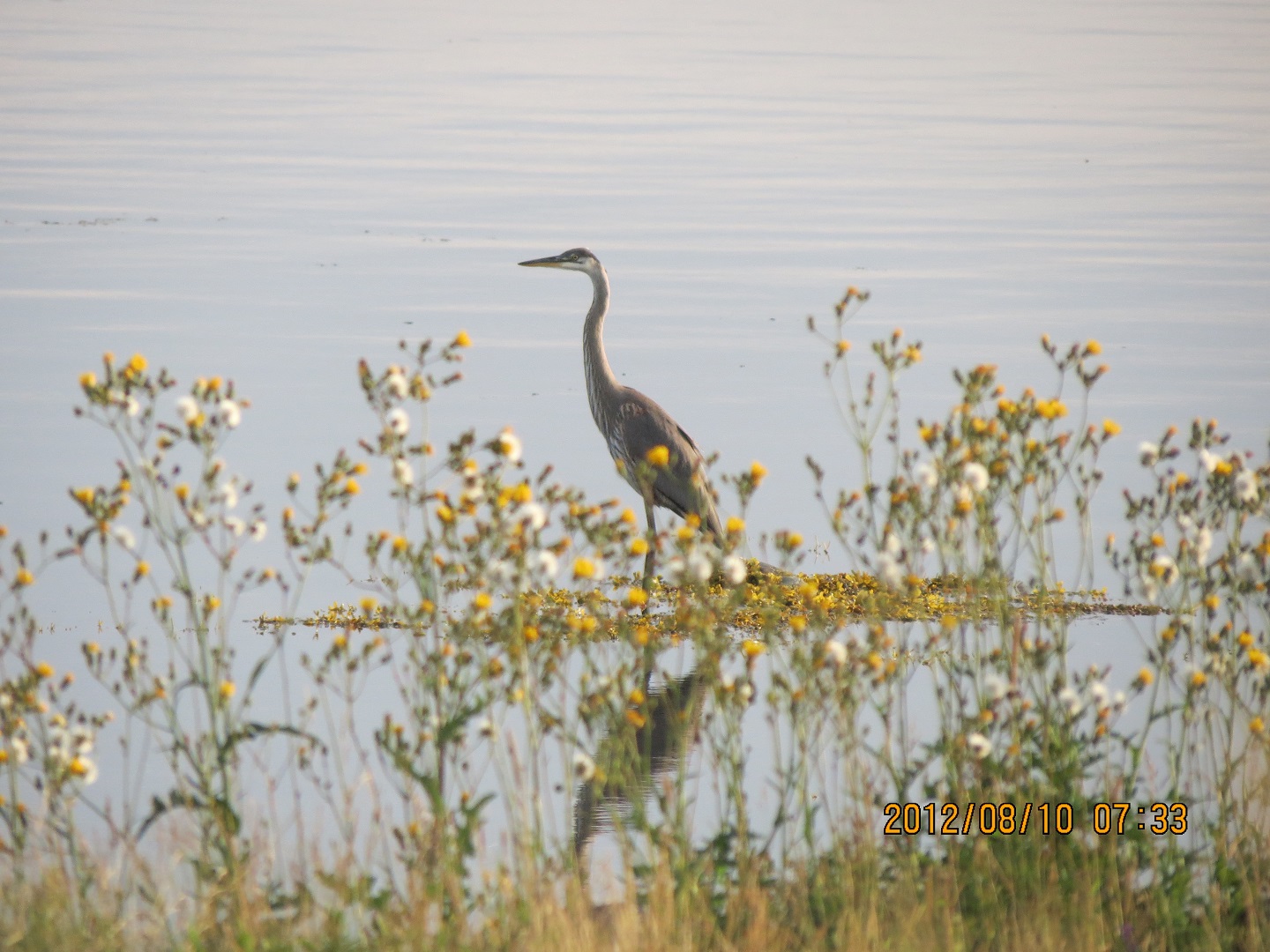 Great Blue Heron, (Juvinile), St. George's