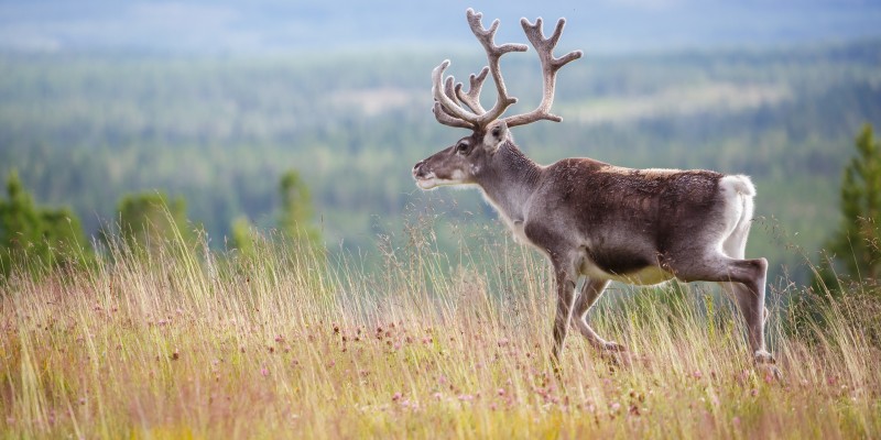 Reindeer