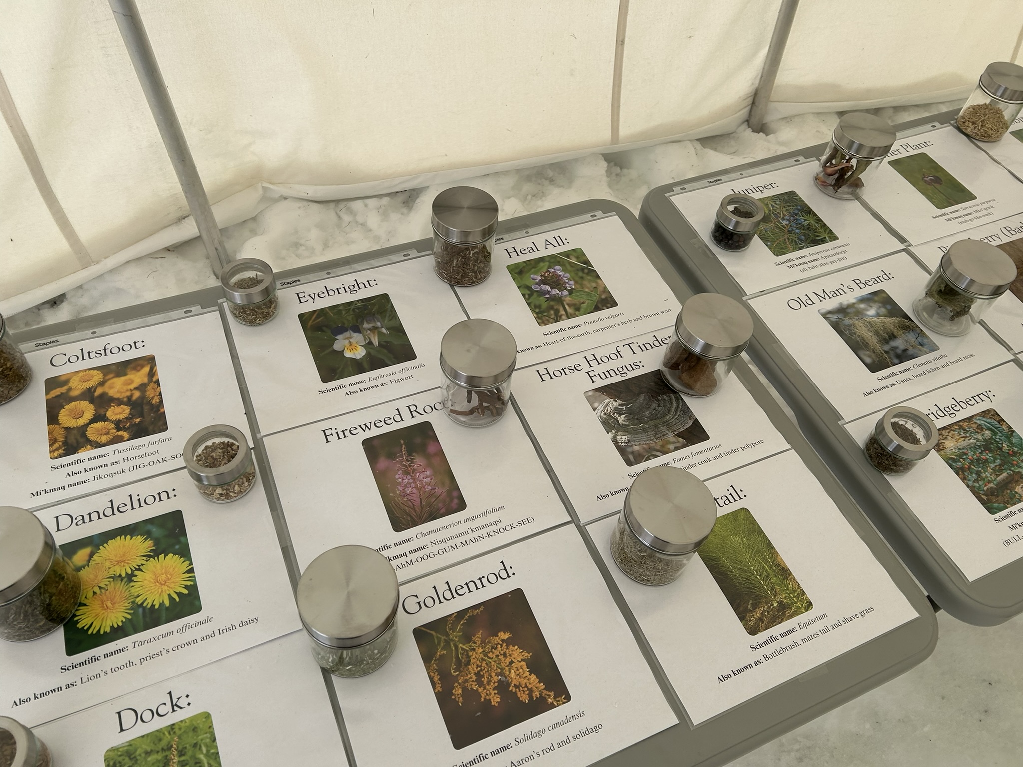 Traditional Medicine in the sensory tent