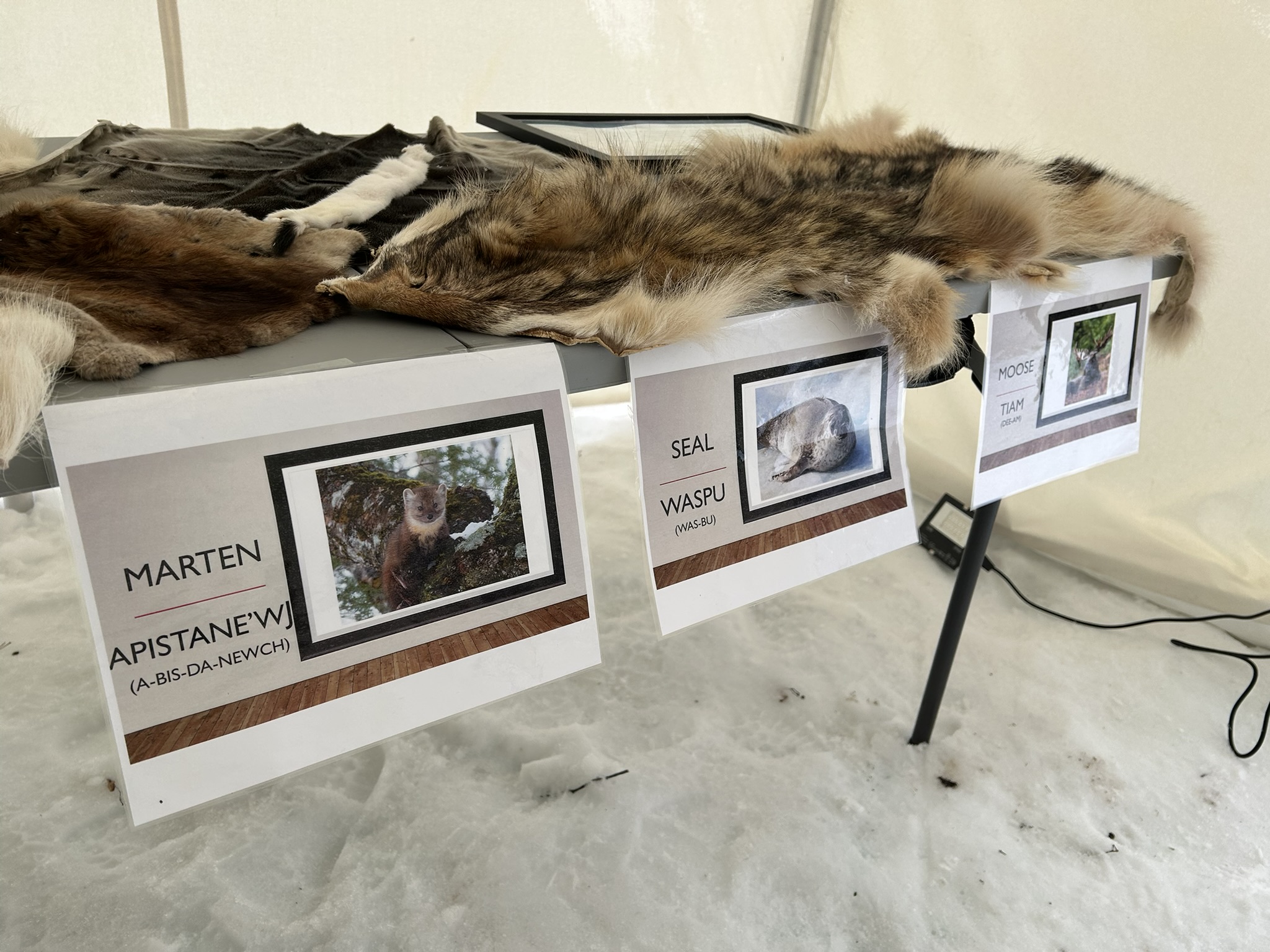 Animal furs set up on display in the sensory tent